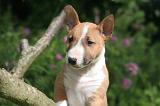 BULL TERRIER MINIATURE 197